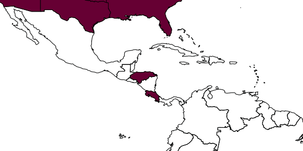 map of Chrysonotomyia maculata     (Delucchi, 1962)